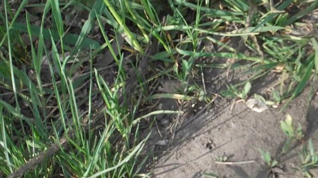 Черная змея. смотреть онлайн