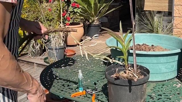 Surgical Intervention: Transforming Wilting, Yellowing Vanda Orchid Leaves! смотреть онлайн