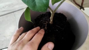 ПЕРЕСАДКА ЛИМОНА В ДОМАШНИХ УСЛОВИЯХ В  БОЛЬШОЙ ГОРШОК. КИЕВСКИЙ КРУПНОПЛОДНЫЙ ЛИМОН.