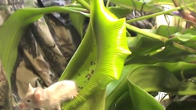 Carnivorous Plant VS Mouse! смотреть онлайн