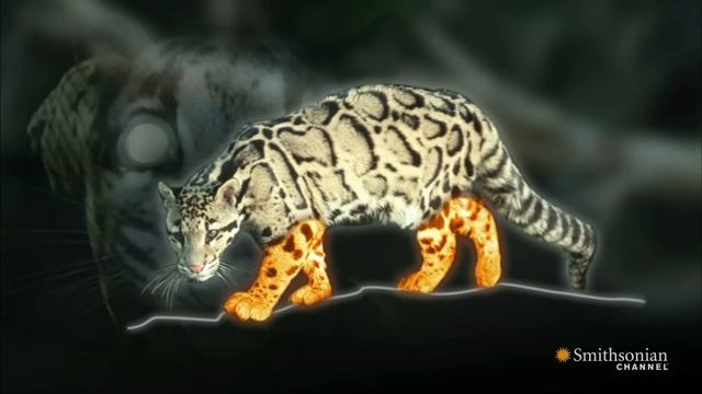 The Elusive Clouded Leopard смотреть онлайн