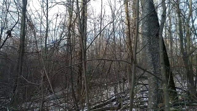 Охота с лайкой на куницу . Белка и куница . смотреть онлайн