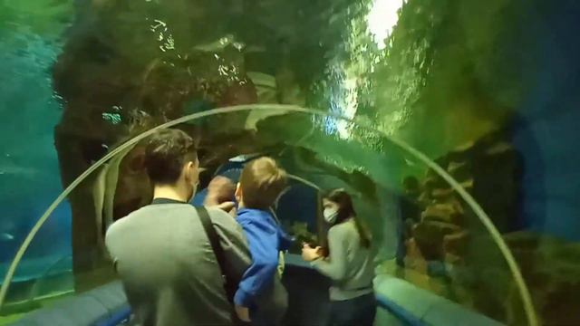 Океанариум в Санкт-Петербурге смотреть онлайн