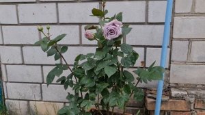 #роза Шато Мертию. Chateau Myrtille. Японская селекция.