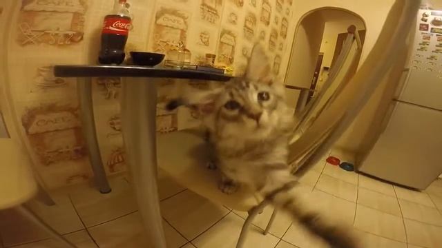 Мейн Кун Шэри играется с Gopro Hero4 silver смотреть онлайн