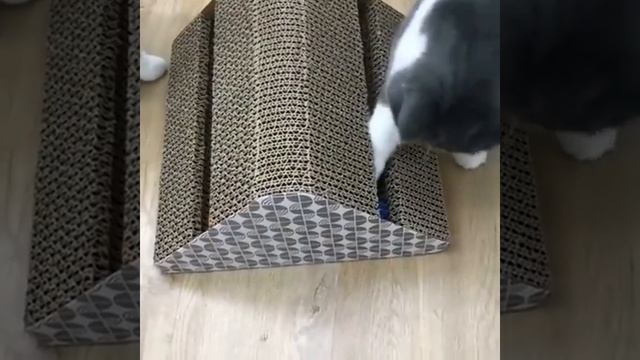 Когтеточка смотреть онлайн