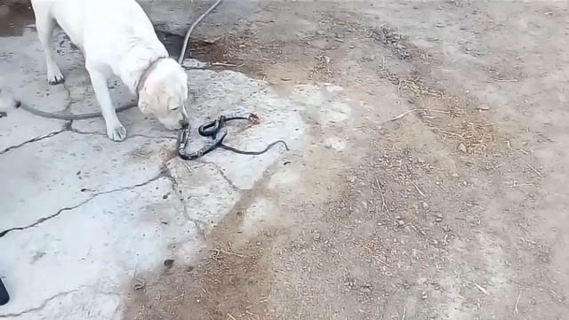 SNAKE VS LABRADORS AGAIN ЛАБРАДОРЫ И ЗМЕЯ смотреть онлайн