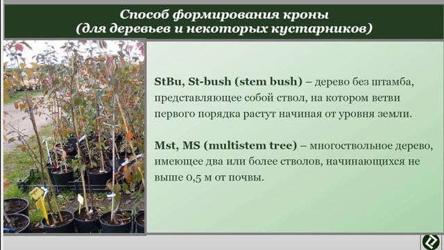 Онлайн урок на тему "Маркировка на горшках саженцев" смотреть онлайн