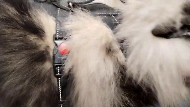 3.4.2023 Hurtta Musti Musti ja Mirri kynsienleikkauksessa Eurovaaliehdokas Seppo Lehto смотреть онлайн