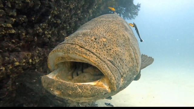 Goliath Grouper At C-1 Shipwreck #MiamiScubaRocks