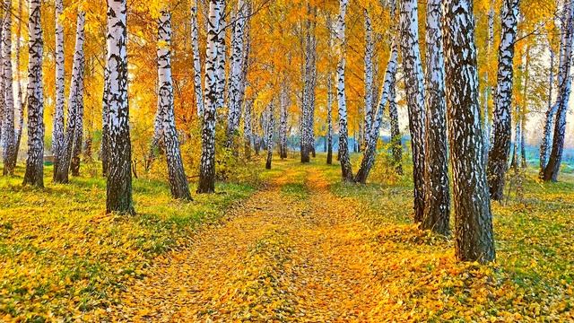 Картинка осень. Природа, дорога, пейзаж, березы, желтые листья смотреть онлайн