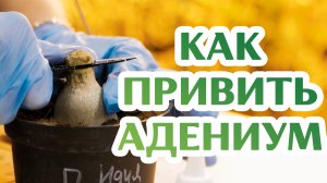 Лучший Способ Прививки Адениума