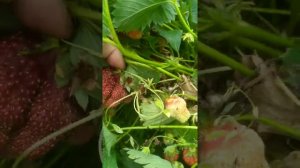 Земклуника Холковская.