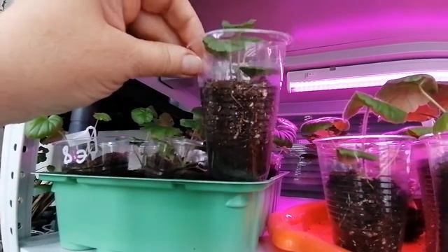 Вершки и корешки у пеларгошек из семян - от Натальи Ромашки смотреть онлайн