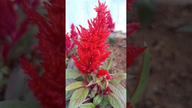 CELOSIA // beautiful flowers/amazing #fypシ #foryourpage #flowers #celosia смотреть онлайн
