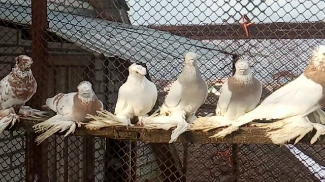 Оценка голубей на выставках смотреть онлайн