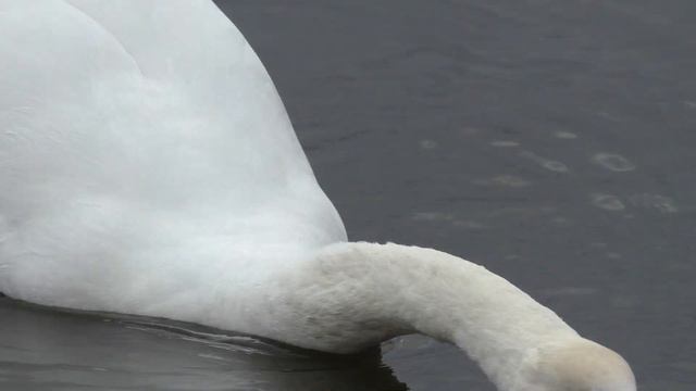 ЛЕБЕДИ. смотреть онлайн