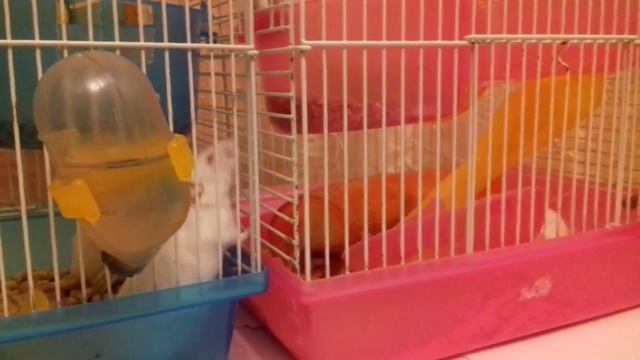 Mouse. Белые мышки. Кормим белых мышей.