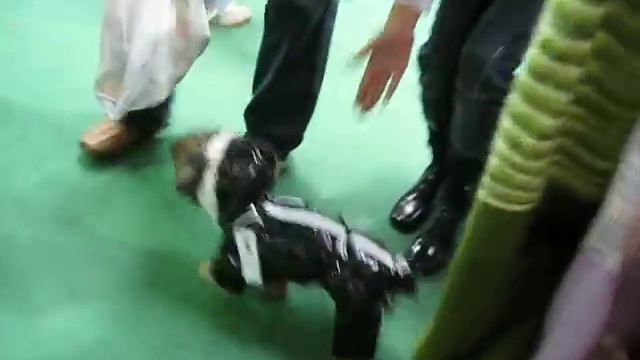 осенний комбинезон из лака для йоркширского терьера смотреть онлайн