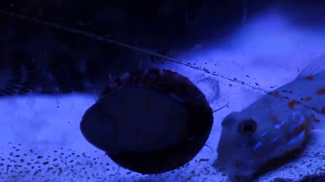 Trochus Snails Breeding смотреть онлайн