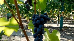 Пасынковый Урожай Винограда Юпитер