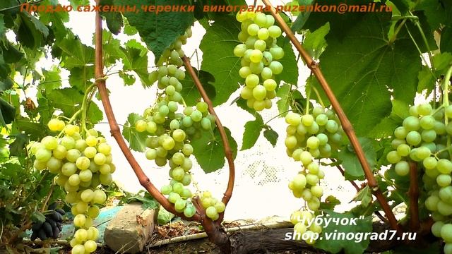 Кишмиш ХИМРОД - очень ранний рок созревания и приятный вкус мускатный (Пузенко Наталья Лариасовна) смотреть онлайн