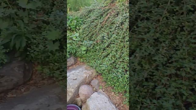 Засуха в районе Осло. Дождей нет с середины мая. Ограничения пользования водой. смотреть онлайн