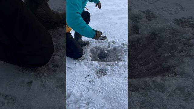 Так и сделали , словили и отпустили ? Первая щука в жизни ? #рыбалка #щука #рыба #рыбалка2023 смотреть онлайн