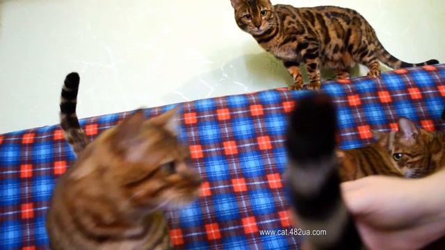 Бенгальские кошки и бенгальский кот едят полезную пасту, Dakota Gold смотреть онлайн