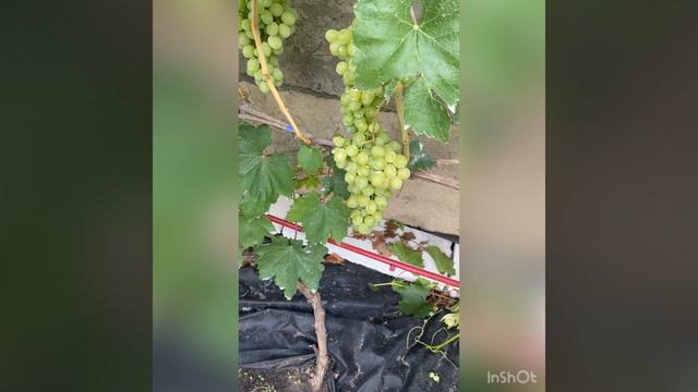 Виноград Лора