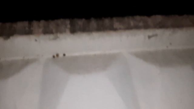 сбор улиток для черепахи смотреть онлайн