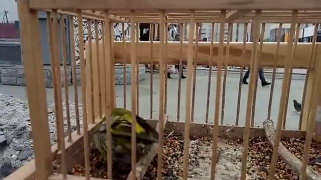 Чижик с желтой шапочкой смотреть онлайн