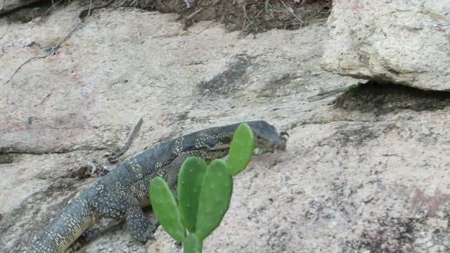 От Бангока до Ко Тао, From Bangkok to Koh Tao смотреть онлайн