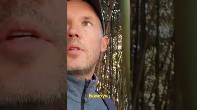 За счёт чего так быстро растёт бамбук? смотреть онлайн