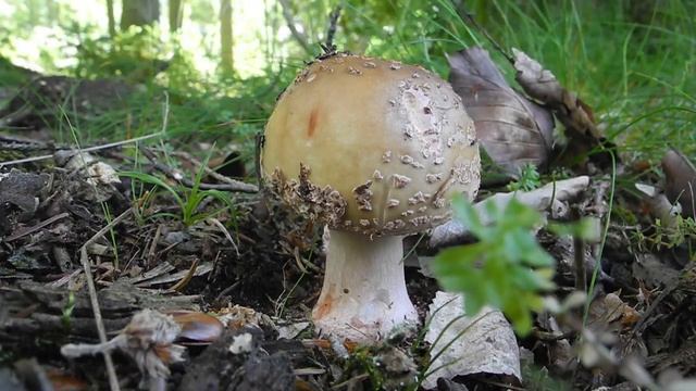 พาเดินป่า พาดู Rodnande flugsvamp - Amanita rubescens смотреть онлайн