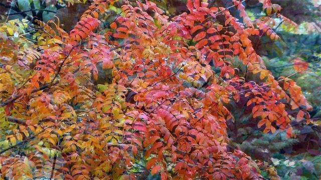 Футаж Красная Рябина. Осенние Листья Рябины. Осенняя Рябина. Футажи для видеомонтажа. Видеофутажи смотреть онлайн