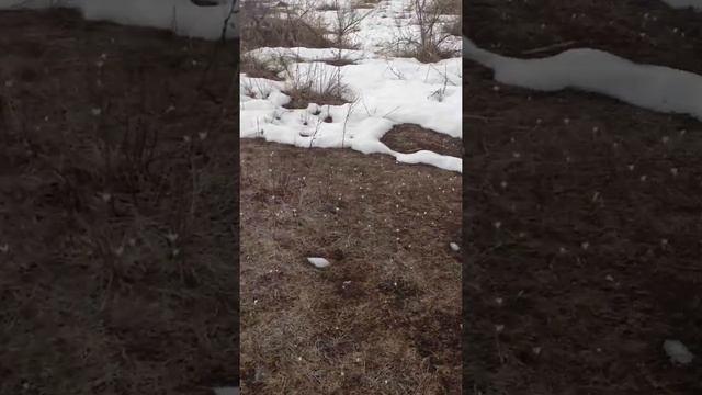 подснежники в горах Алматинской области смотреть онлайн