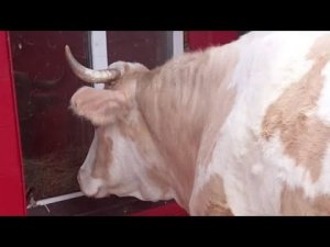 Признаки перед отелом коровы