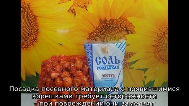 Обработка лука перед посадкой солью и марганцовкой смотреть онлайн