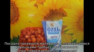 Обработка лука перед посадкой солью и марганцовкой