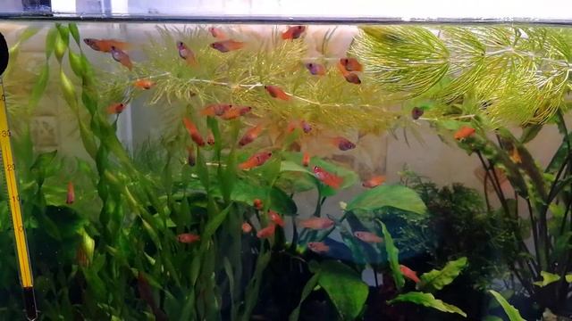 Пецилии. Малькам второй месяц.