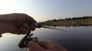 ЛОВЛЯ КРАСНОПЕРКИ НА ЖАБОВНИКЕ. ПОПЛА - ПОППЕР. ОСНАСТКА. ПРОВОДКА.