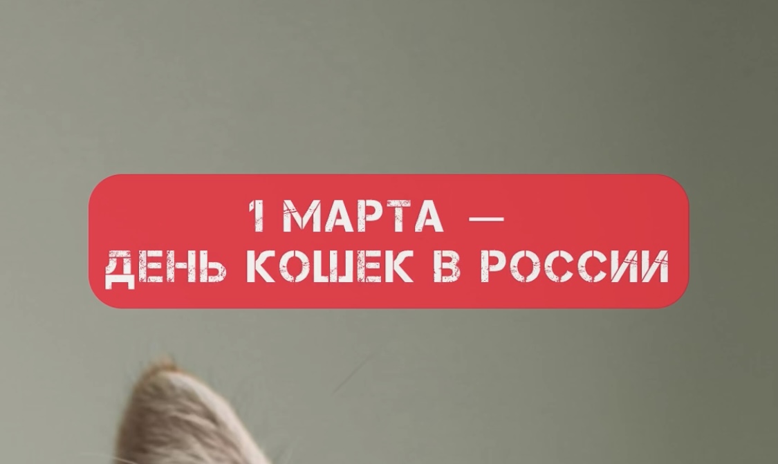 День кошек