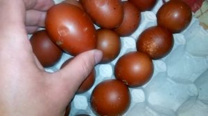 КУРЫ МАРАН! ШОКОЛАДНЫЕ ЯЙЦА. ЗАКЛАДКА ЯИЦ В ИНКУБАТОР..