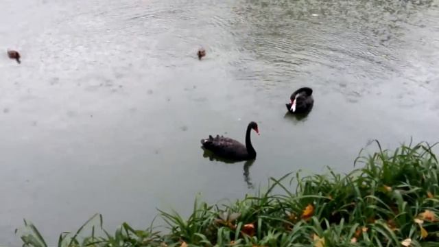 Вот и осень настала .... смотреть онлайн