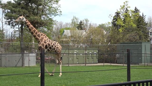 Family Trip To The Zoo ( Sony Ax-53 ) смотреть онлайн