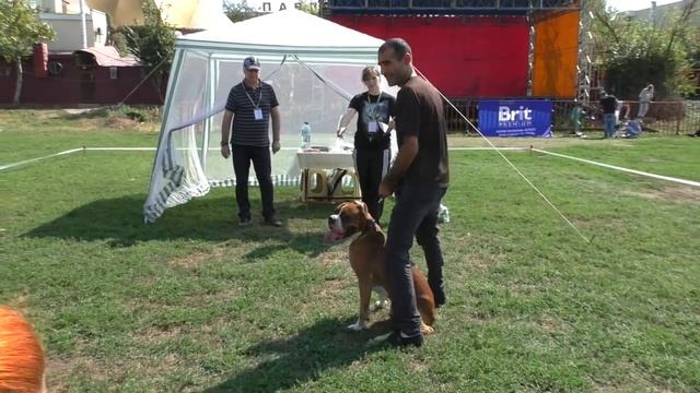 Трудно стать Чемпионом на выставке собак. IIt's Hard To Become A Champion At An Exhibition Of Dogs.