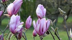 Magnolia Ricki