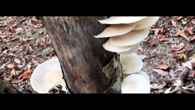 Ленивчик Сеня в лесу смотреть онлайн