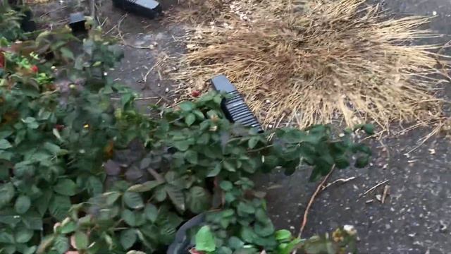 Ежевика Блек джем, размножаем с осени. смотреть онлайн